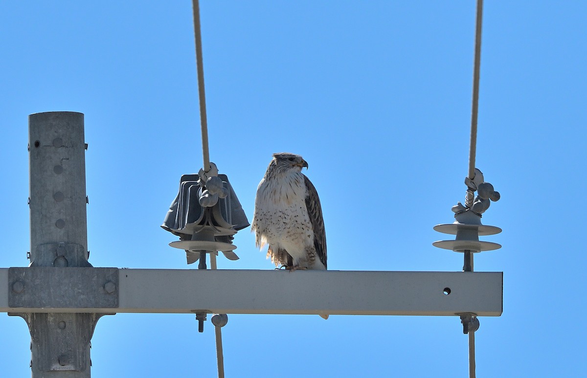 Ferruginous Hawk - ML614708514