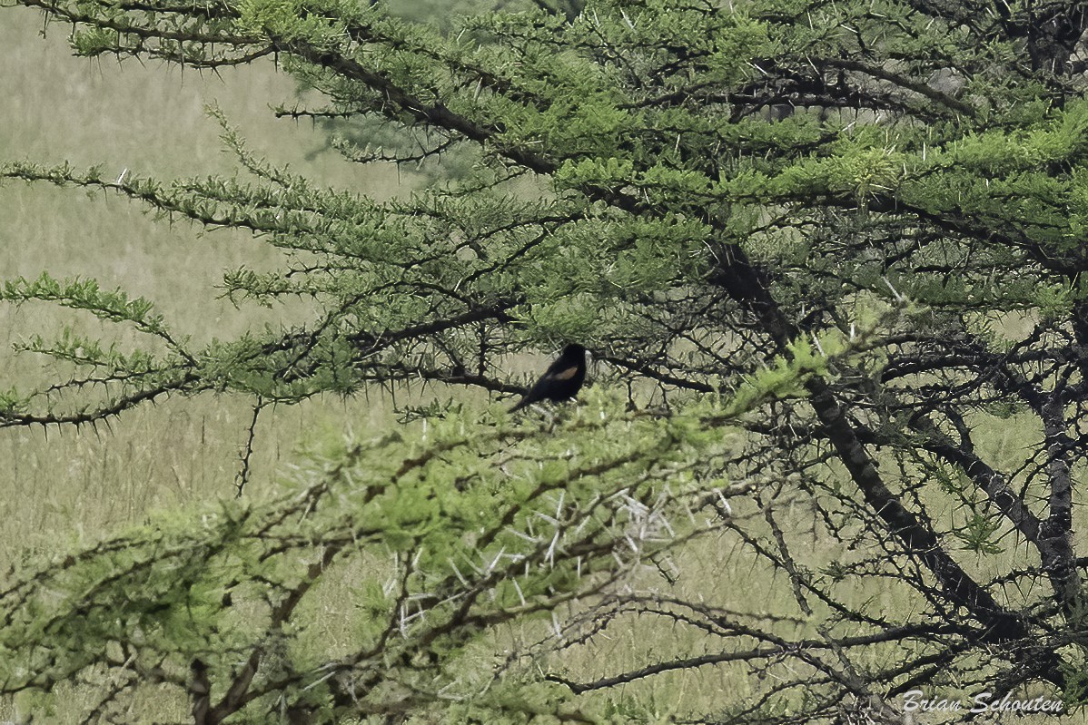 Fan-tailed Widowbird - ML614708517