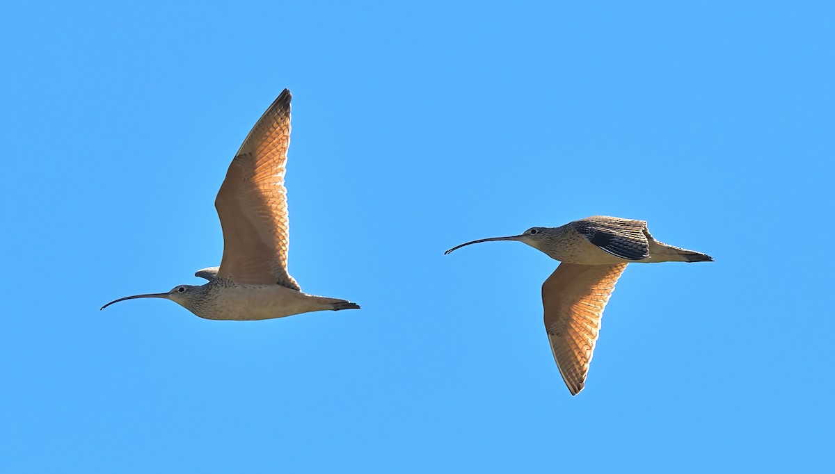 Long-billed Curlew - ML614708528
