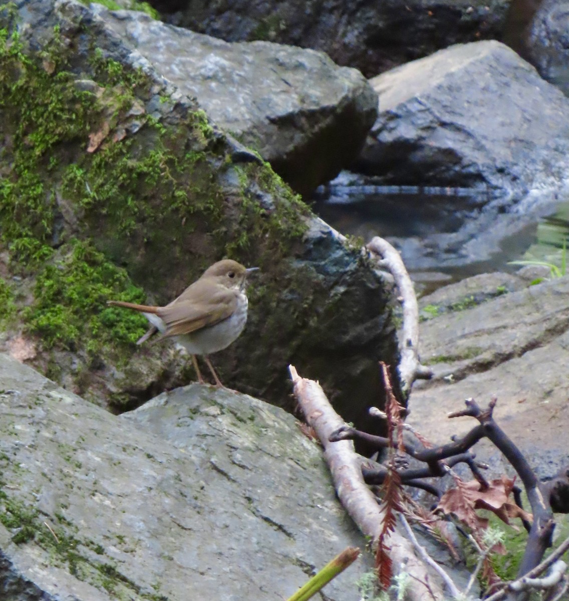 Hermit Thrush - Robin Winning