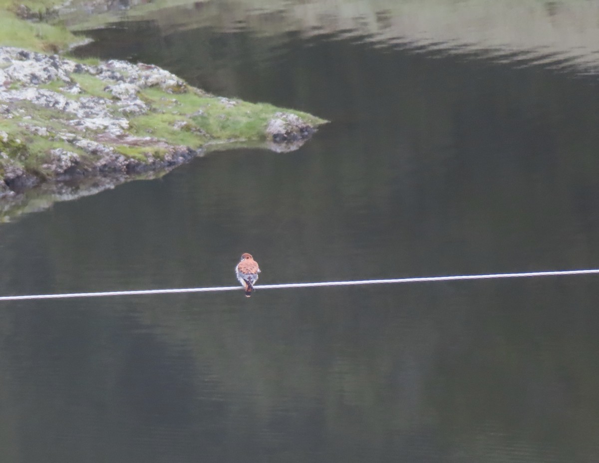 American Kestrel - ML614708544