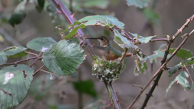 Colibrí de Allen - ML614708722