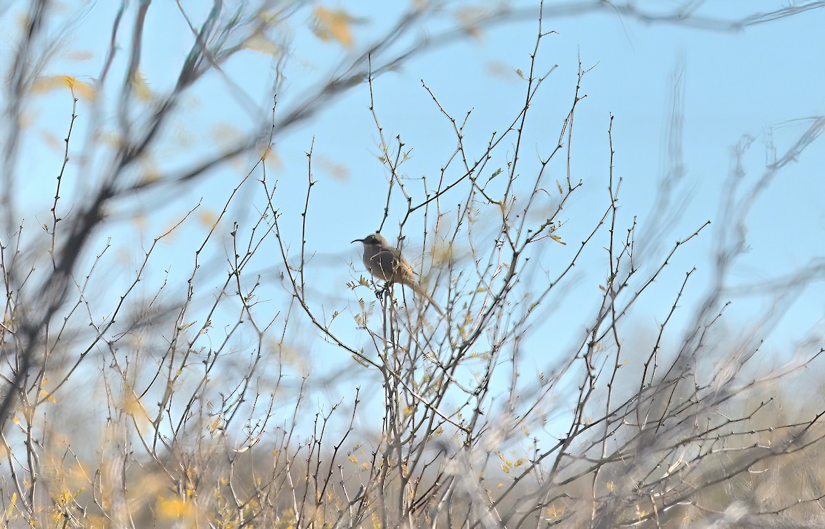 LeConte's Thrasher - ML614708732