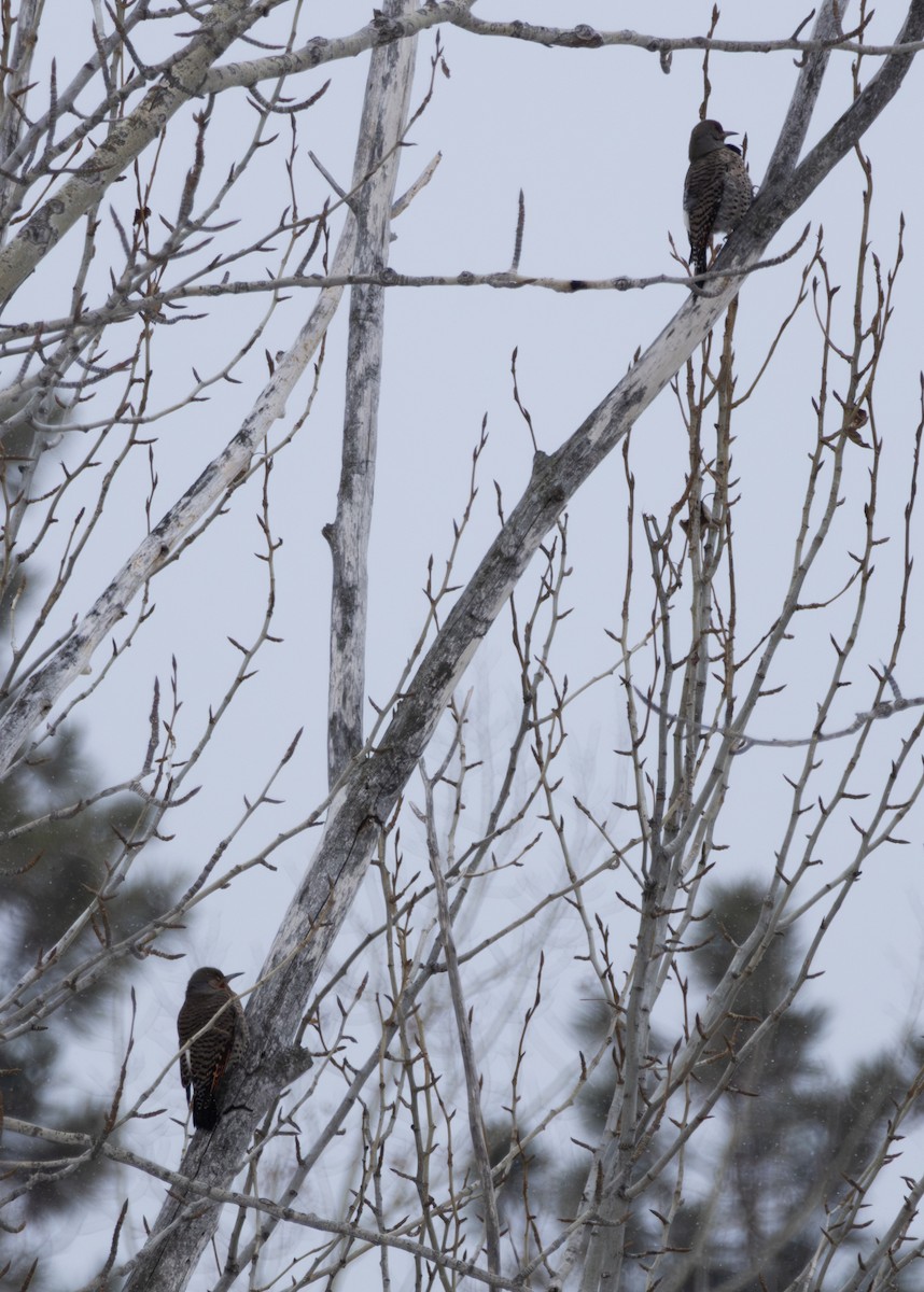 Northern Flicker - ML614708737