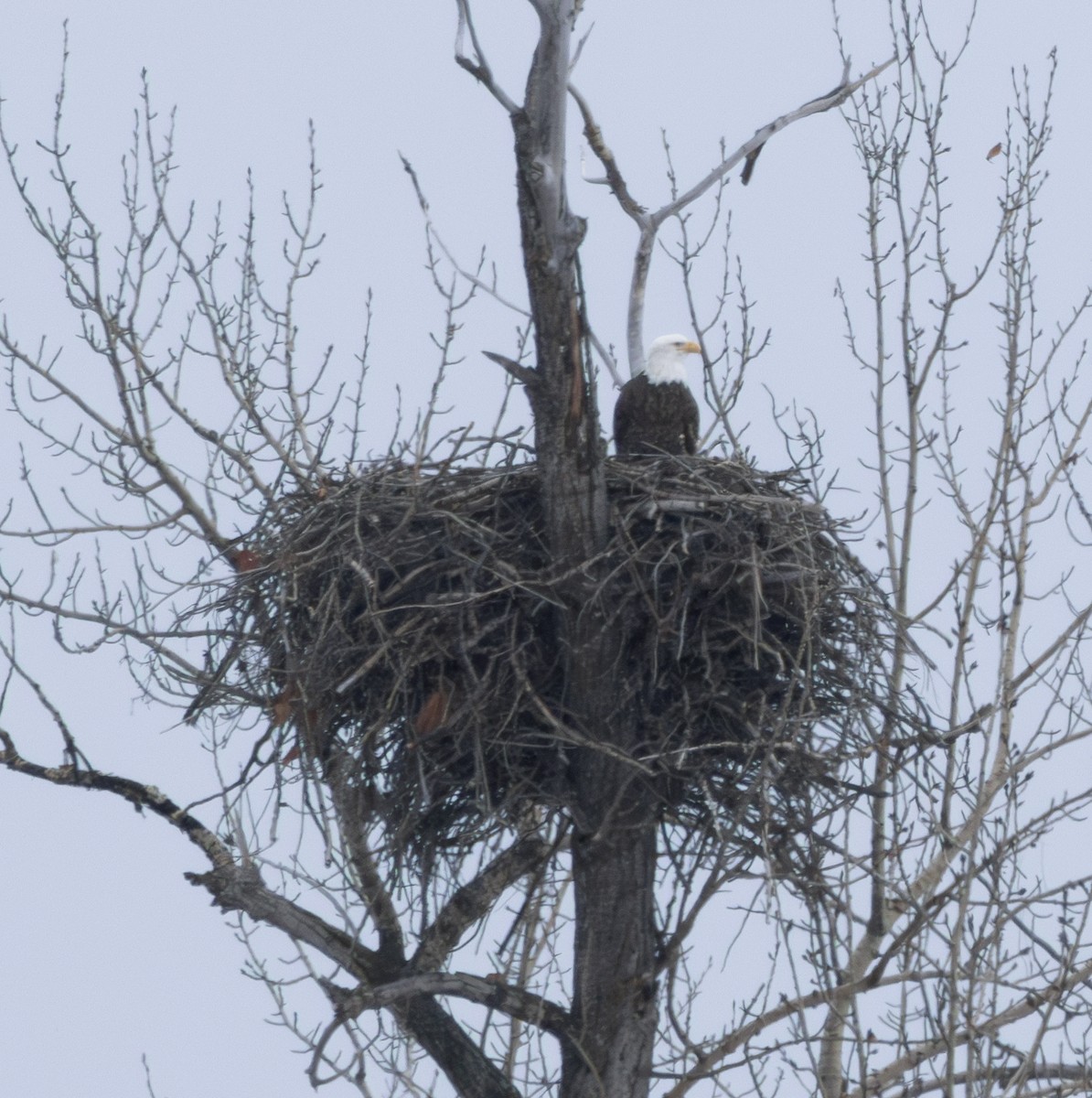 Bald Eagle - ML614708744