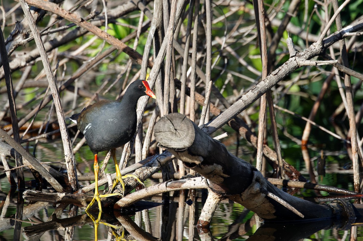 Gallinule d'Amérique - ML614708773