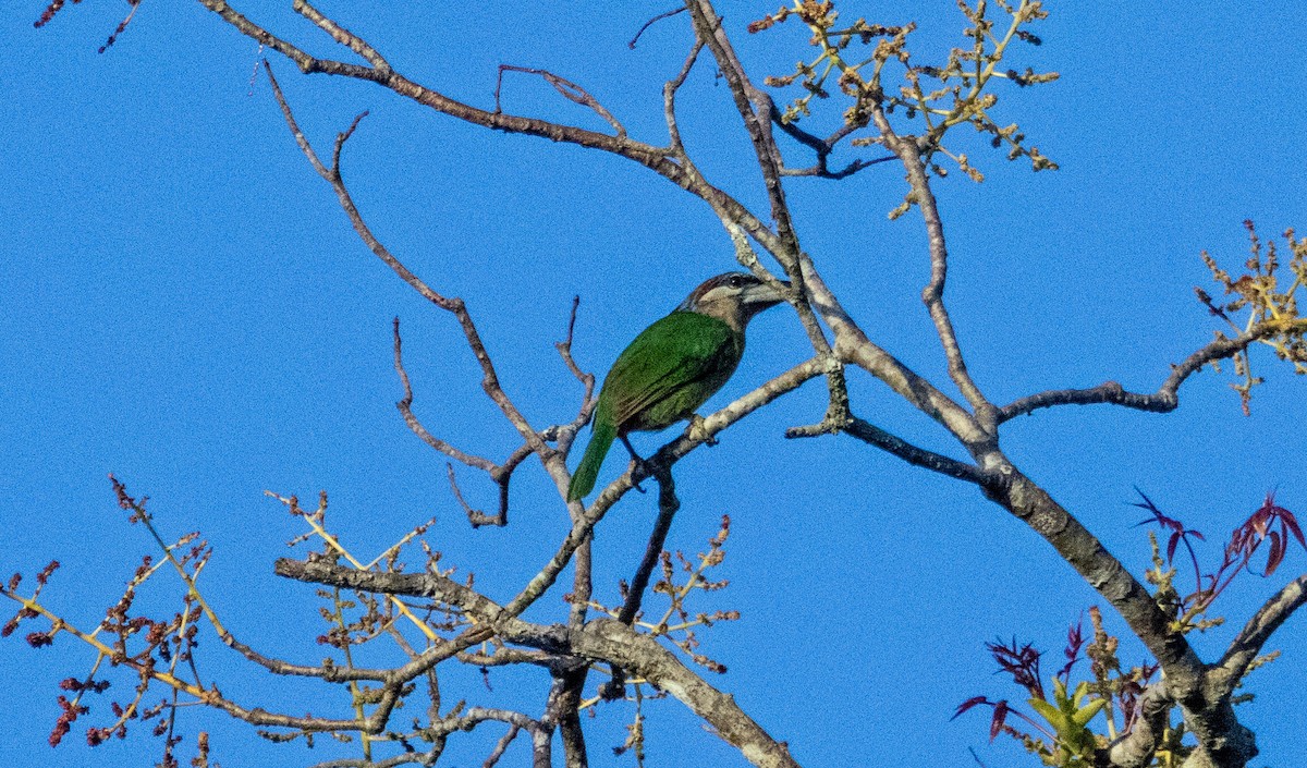 Red-vented Barbet - Richard Thunen