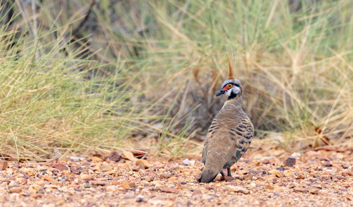 Spinifex Pigeon - ML614708826