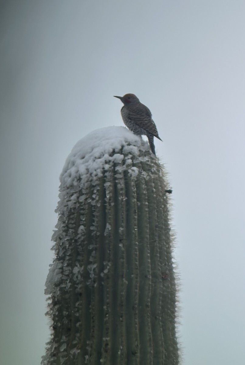 Gilded Flicker - Ken Blankenship