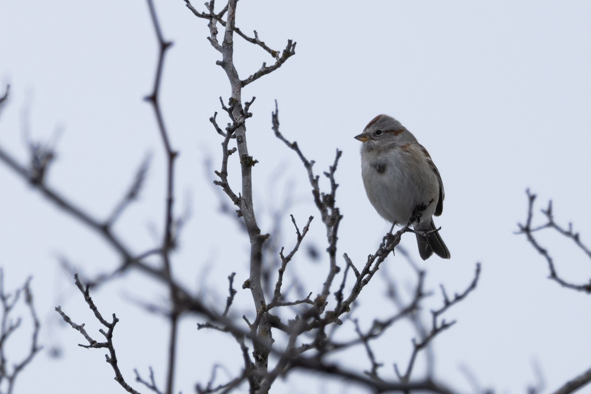 American Tree Sparrow - Jake Bramante