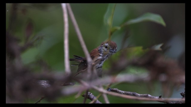 ムナグロアリサザイ - ML614708911
