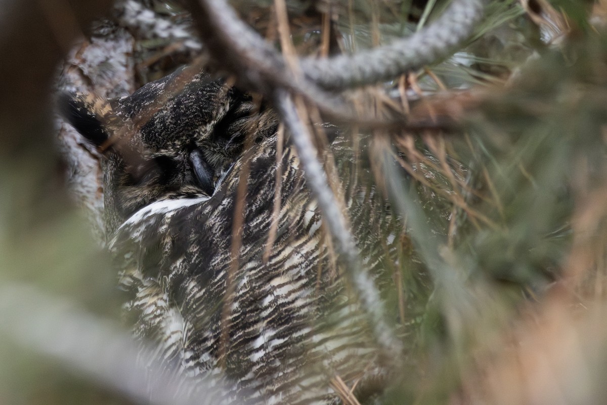 Great Horned Owl - ML614708942