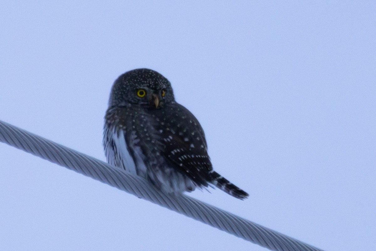 Northern Pygmy-Owl - ML614708998