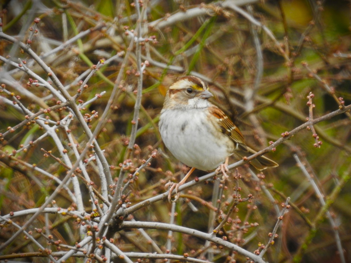 White-throated Sparrow - Caden Williams