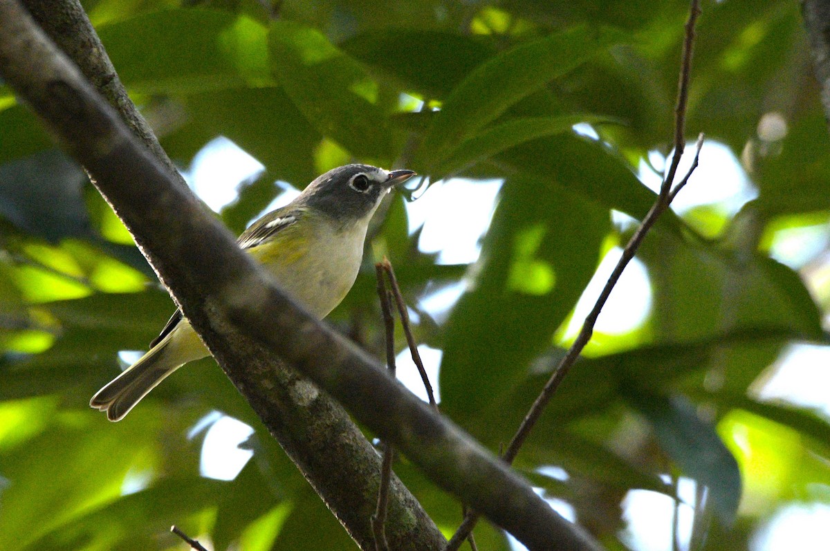 Blue-headed Vireo - ML614709099