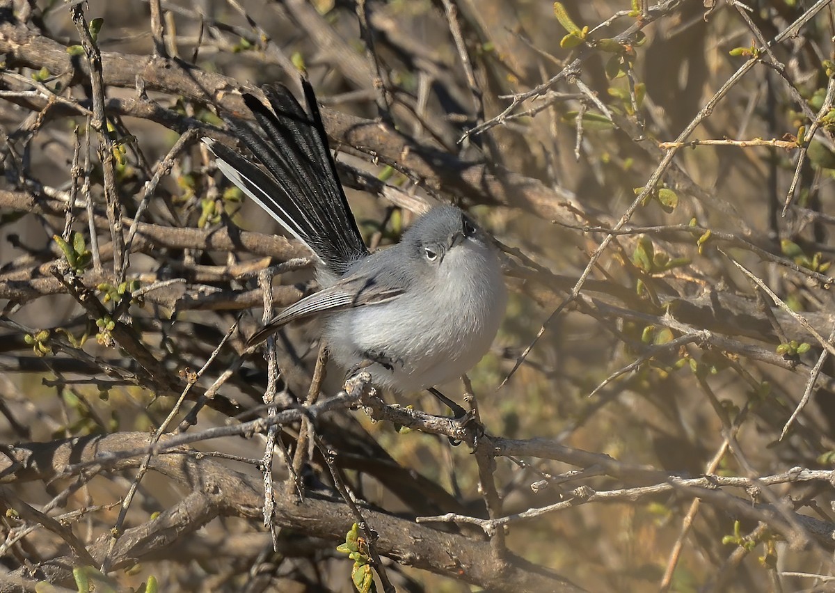 Black-tailed Gnatcatcher - ML614709149