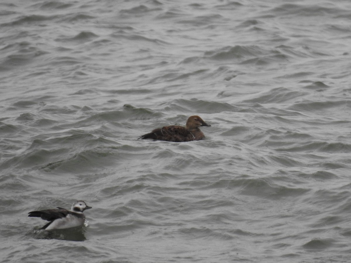 King Eider - ML614709185