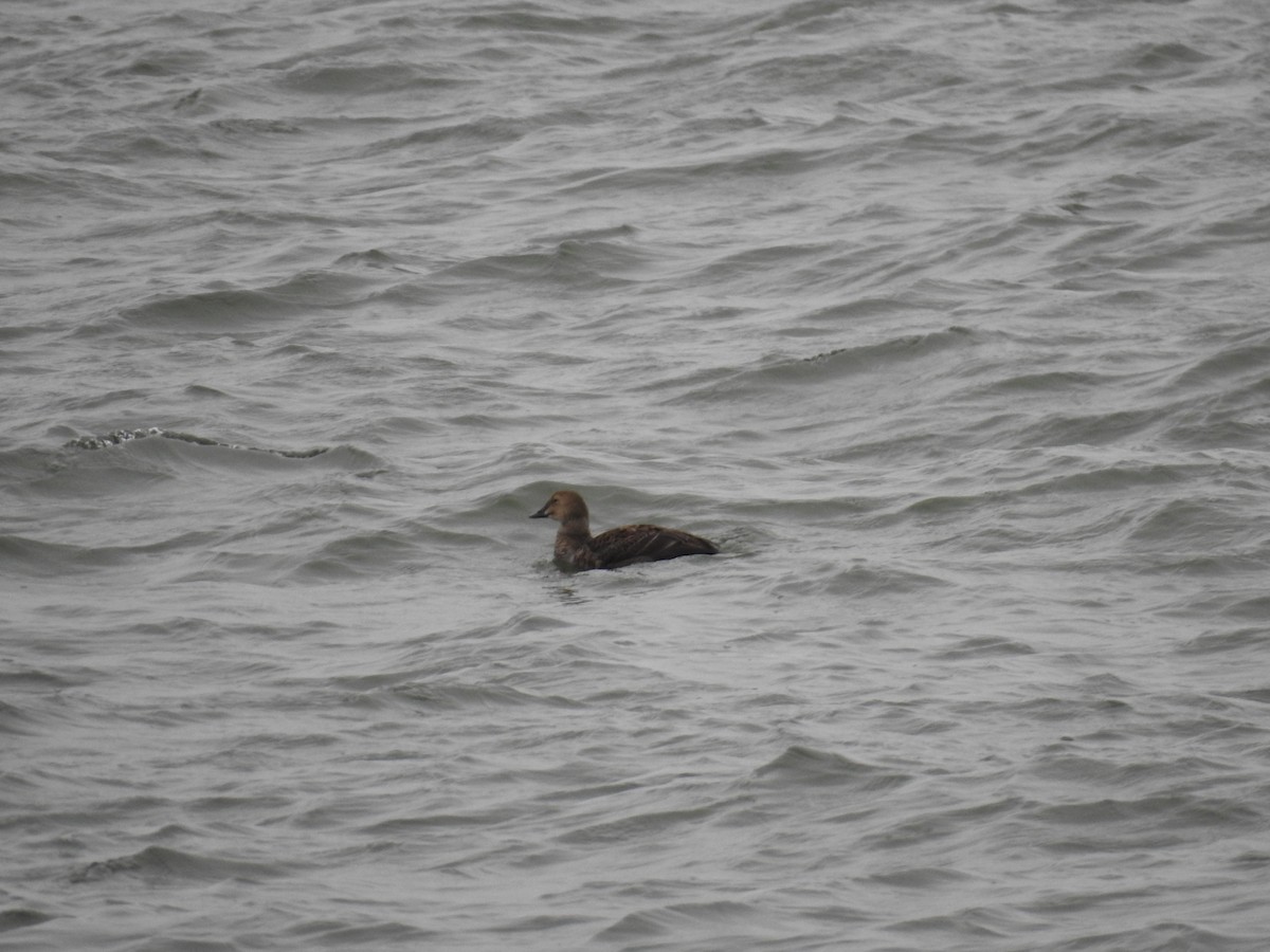 King Eider - ML614709186