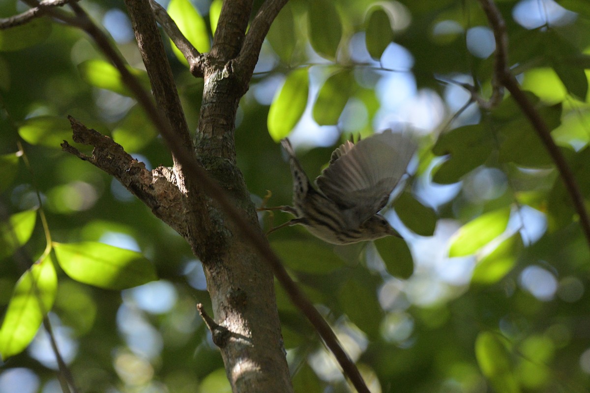 Black-and-white Warbler - ML614709192