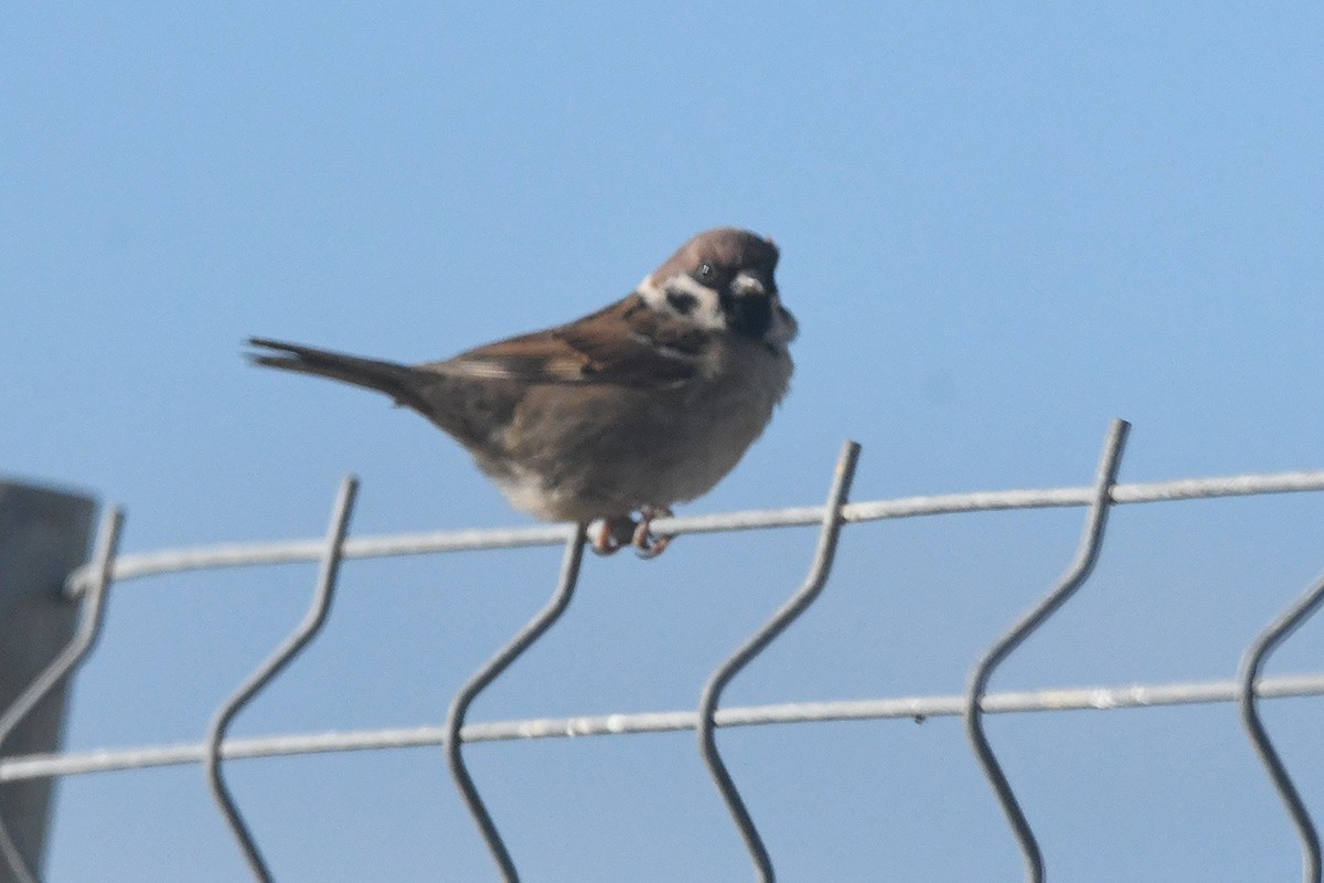 Eurasian Tree Sparrow - ML614709198