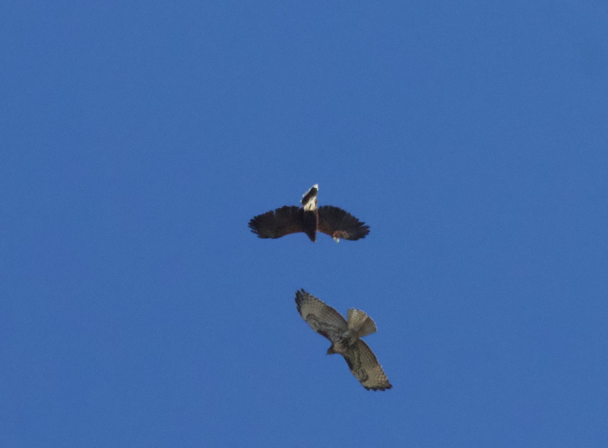 Harris's Hawk - ML614709216