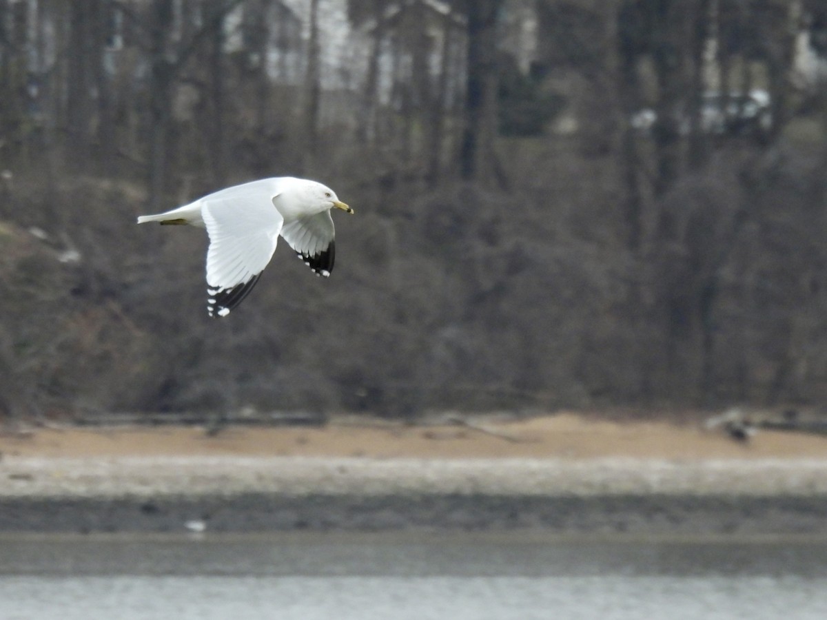 Ring-billed Gull - ML614709227