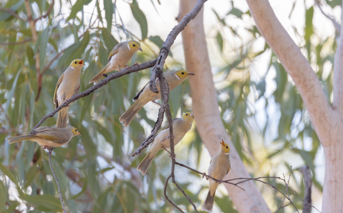 White-plumed Honeyeater - Ian Davies