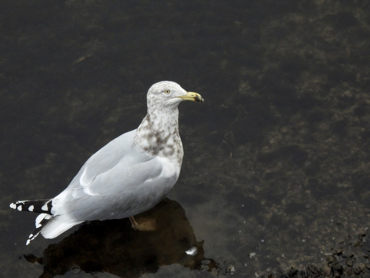 American Herring Gull - ML614709263