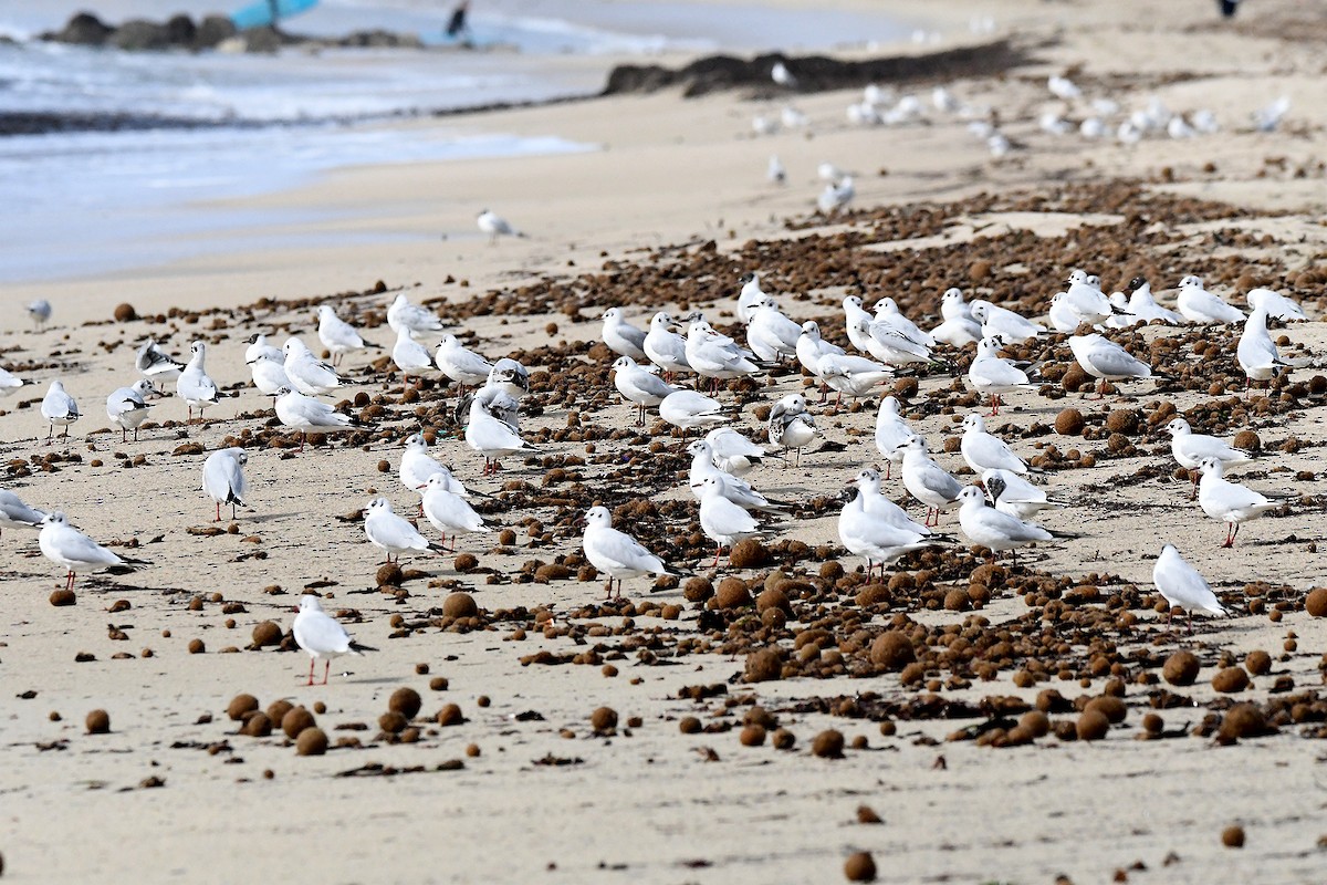 Gaviota Reidora - ML614709264