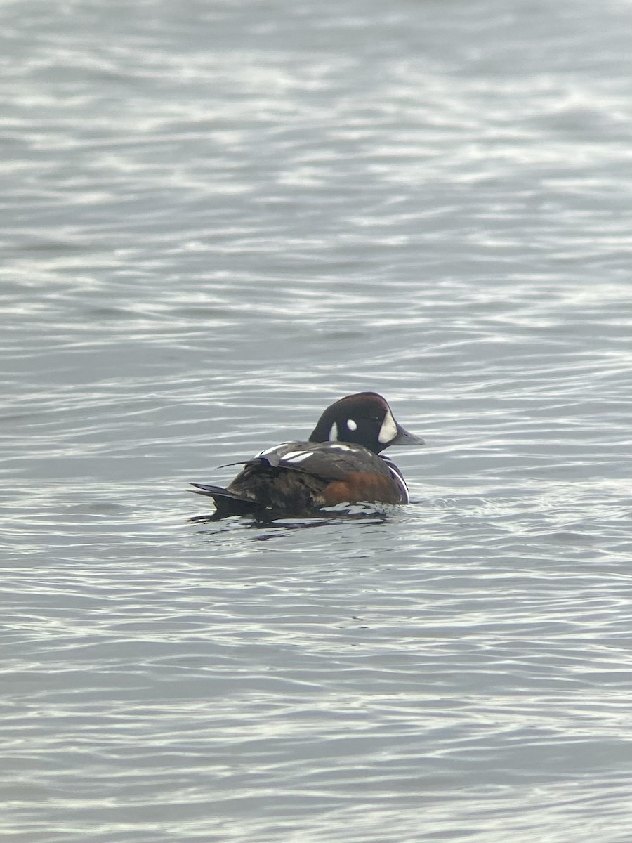 Harlequin Duck - ML614709284