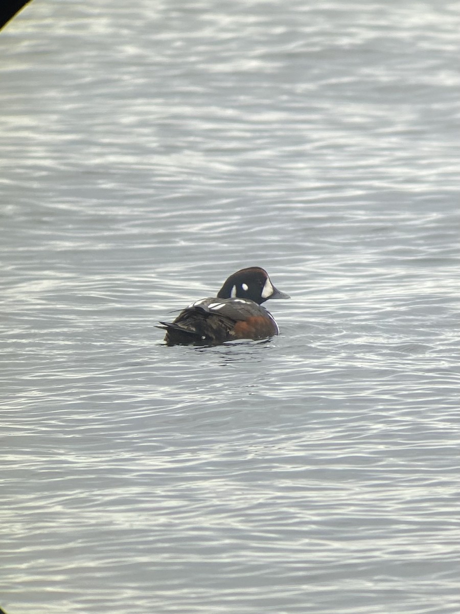 Harlequin Duck - ML614709285