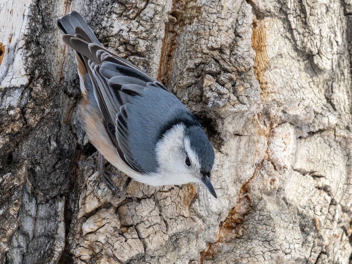 White-breasted Nuthatch - ML614709349