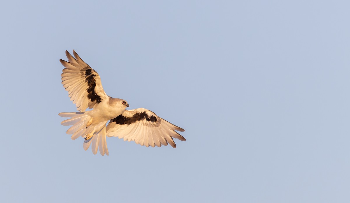 Letter-winged Kite - Ian Davies