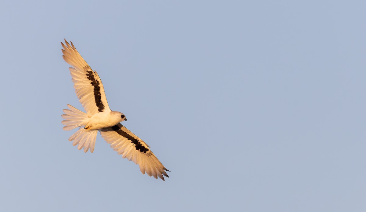 Letter-winged Kite - Ian Davies