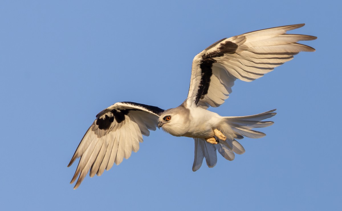 Letter-winged Kite - Ian Davies