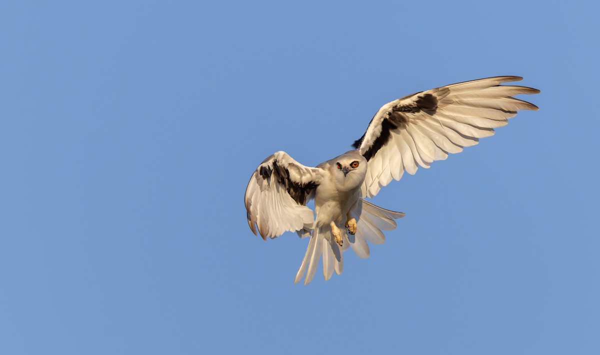 Letter-winged Kite - Ian Davies