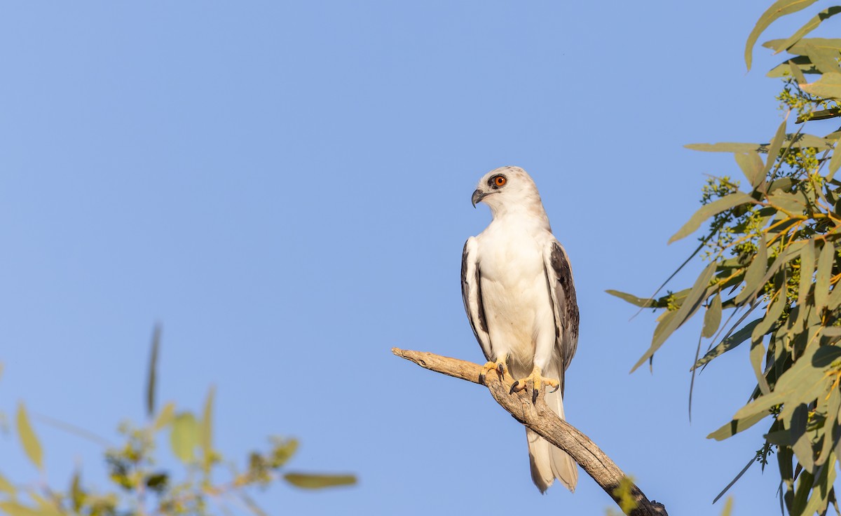 Letter-winged Kite - Ian Davies