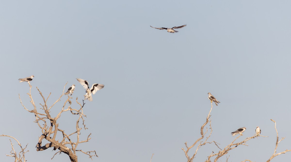 Letter-winged Kite - Ian Davies