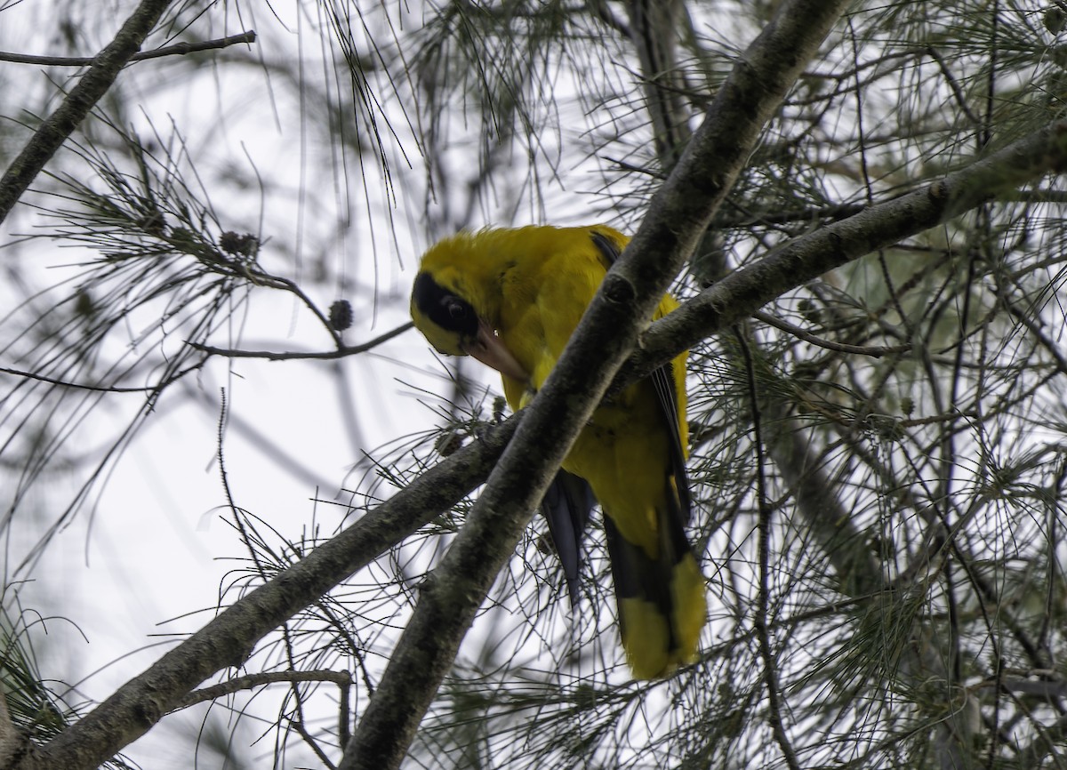 Black-naped Oriole - ML614709430