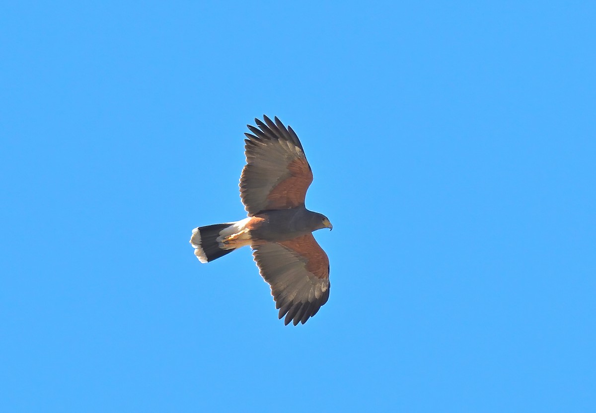 Harris's Hawk - ML614709448