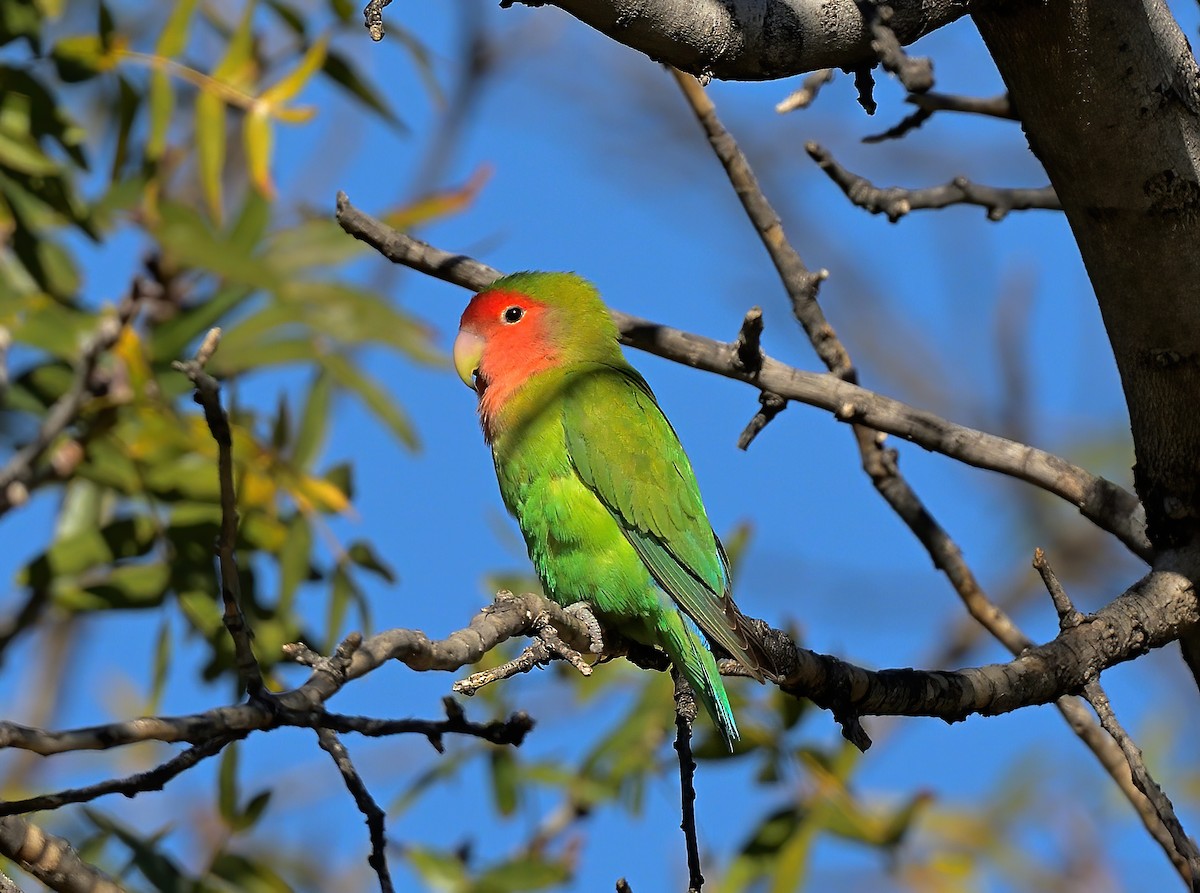 Rosy-faced Lovebird - ML614709473