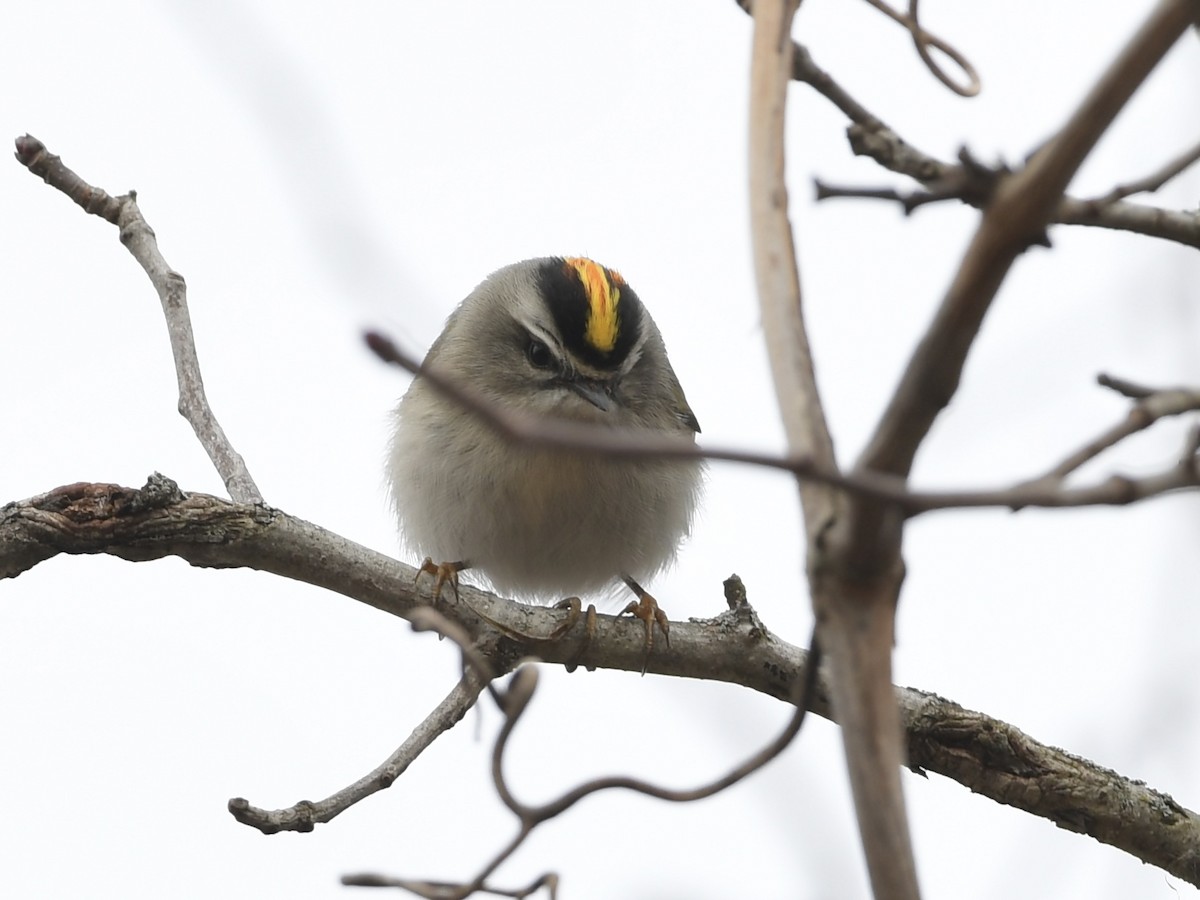 Golden-crowned Kinglet - ML614709503