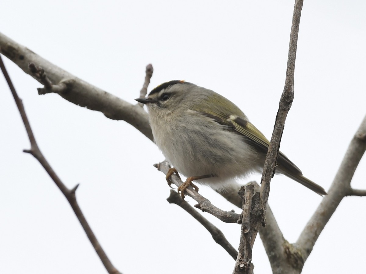 Golden-crowned Kinglet - ML614709504