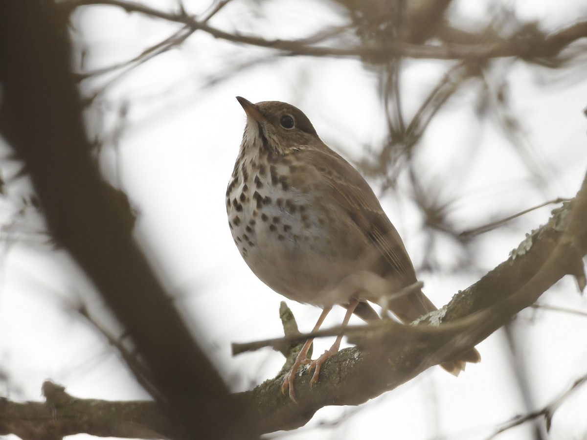 Hermit Thrush - ML614709508