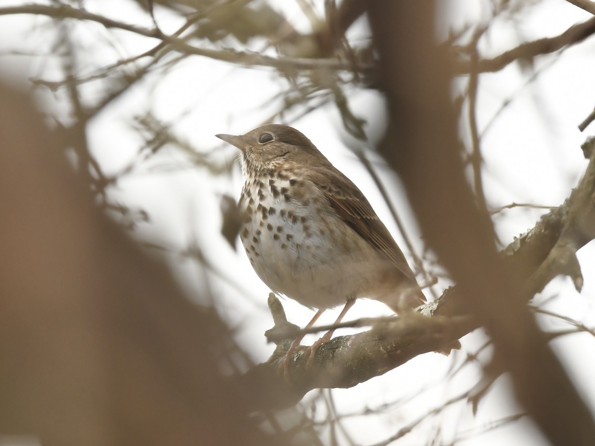 Hermit Thrush - ML614709509