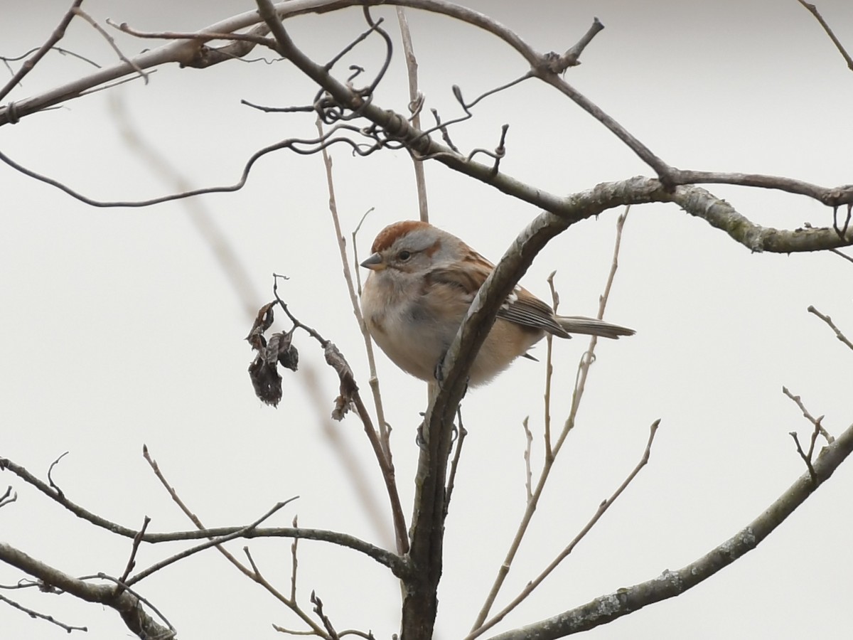 American Tree Sparrow - ML614709515