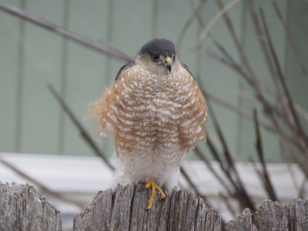 Sharp-shinned Hawk - ML614709554