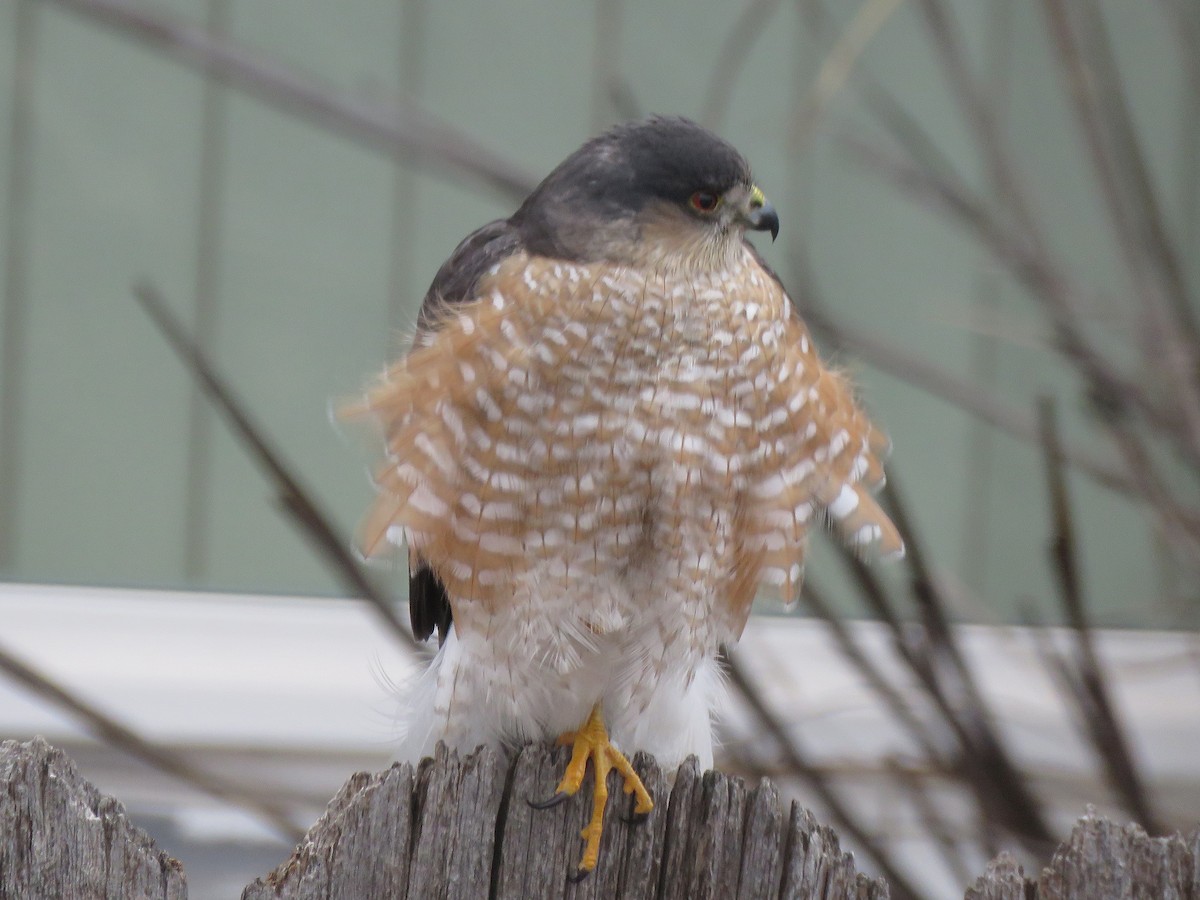 Sharp-shinned Hawk - Kevin Groeneweg