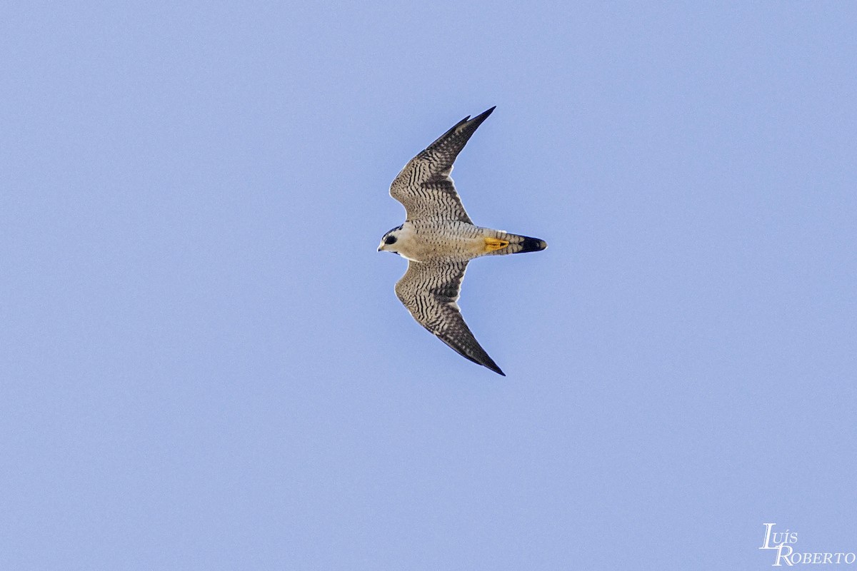 Peregrine Falcon - ML614709577