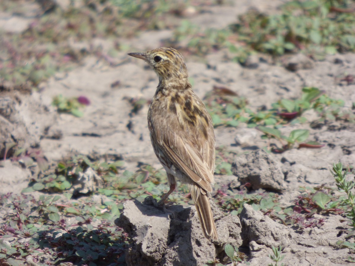 Correndera Pipit - ML614709587